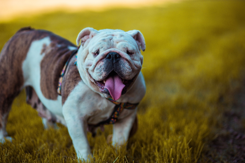 5K, panting, domestic, animal tongue, animal body part, mouth open, bulldog, dog, animal mouth, sticking out tongue, coated, focus on foreground, english bulldog