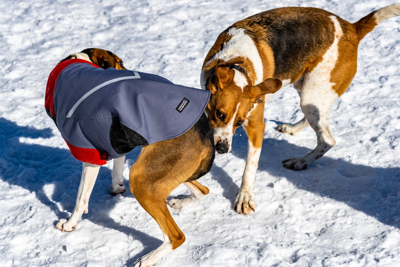 5K, animal themes, field, one animal, domestic animals, harness, hound, beagle, warm clothing, mammal, outdoors, vertebrate, cold temperature, canine