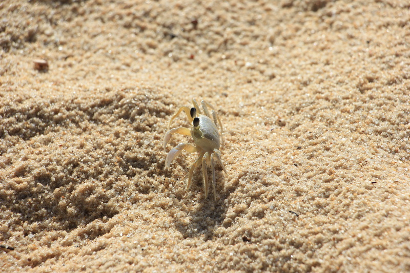 sand, beach, no people, animal themes, animal, bird, one animal, land, high angle view, rodent, close-up, animal wildlife, eyes, day, nature, selective focus