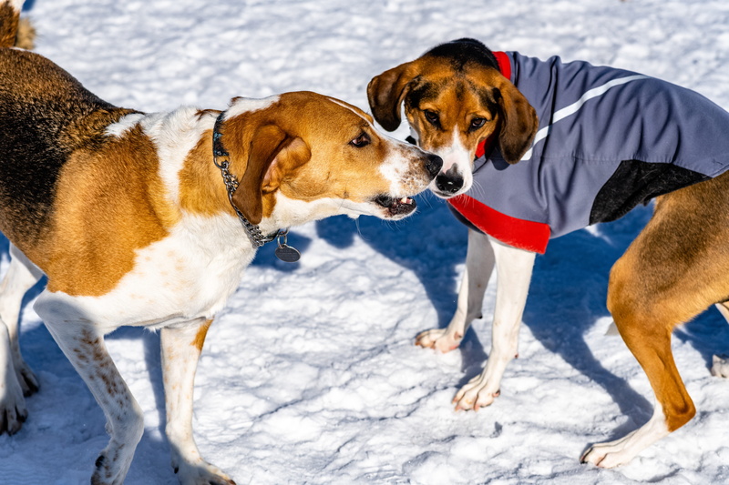 strap, mammal, looking, clothing, accessories, winter, pets, animal, animal themes, vertebrate, accessory, domestic, one animal, canine, standing, harness