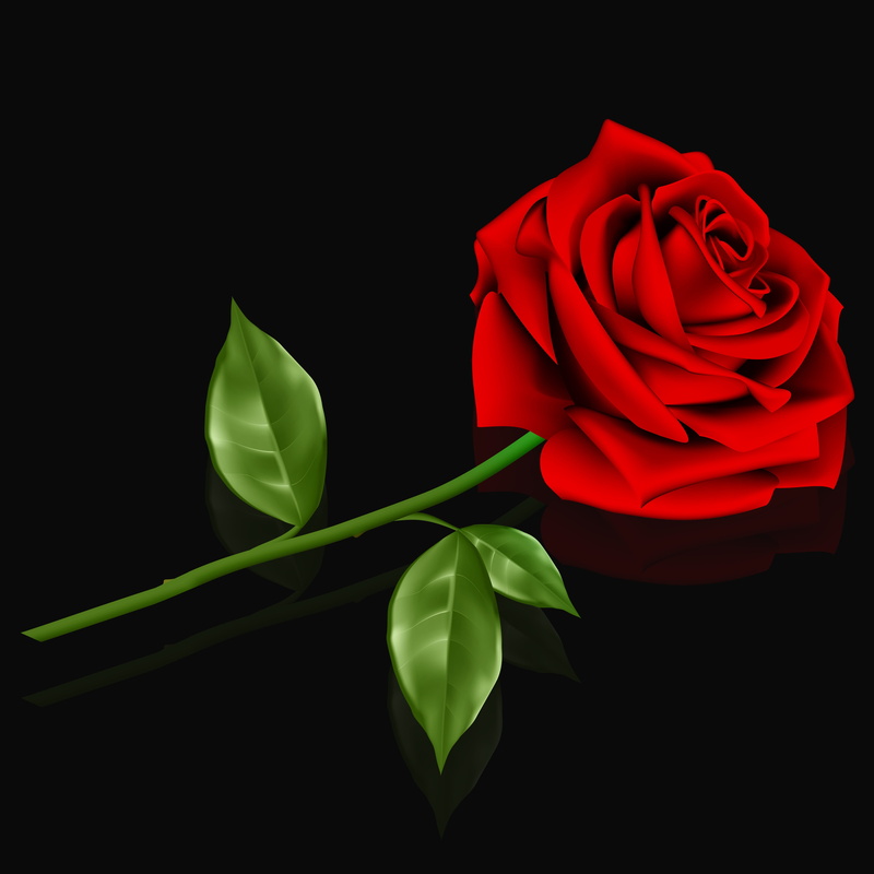 4K, red, close-up, freshness, flowering plant, beauty in nature, black background, nature, rosa, dedicated, flower head, leaf, valentines day - holiday