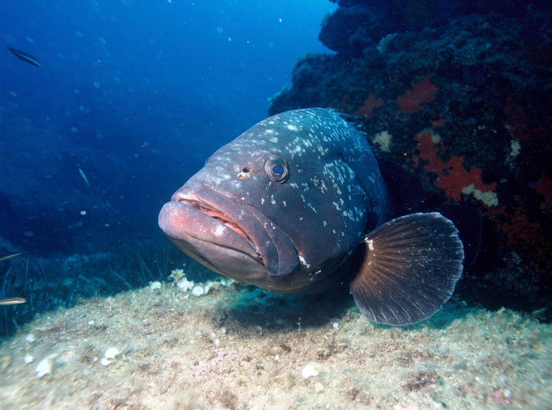 nature, dusky, fish, vertebrate, animals in the wild, one animal, Epinephelus marginatus, photos, public domain, reef, blue, epinephelus, marginatus, no people