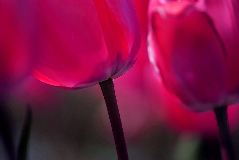 springtime, photos, nature, photography, Colours, Sony Alpha, plant, summer, pink, selective focus, flower, season, outdoors, flower Head, CC0, Public Domain