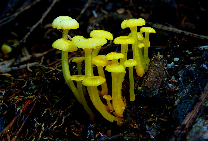 fungus, plant, forest, autumn, mushroom, Public Domain, CC0, photos, Dedication, Hygrocybe, nature, 1080P, Yellow, Fungi, Lemon, micro, photography