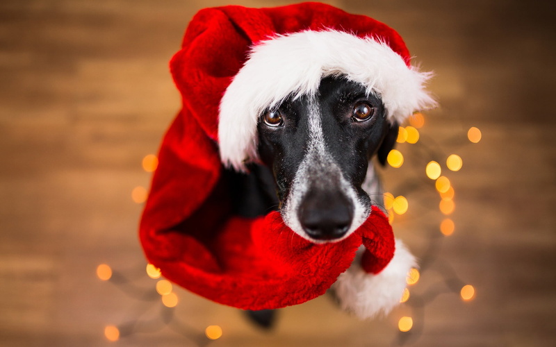 sitting, bokeh, face, portrait, 1080P, garland, Santa Claus, background, dog, eyes, floor, view, the Santa hat, the year of the dog, photoshoot, 2018