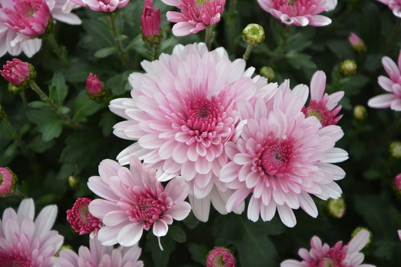 focus on foreground, chrysanthemum, toussaint, flowering, fragility, pink white purple, outdoors, flower head, growth, flower, no people, beauty in nature
