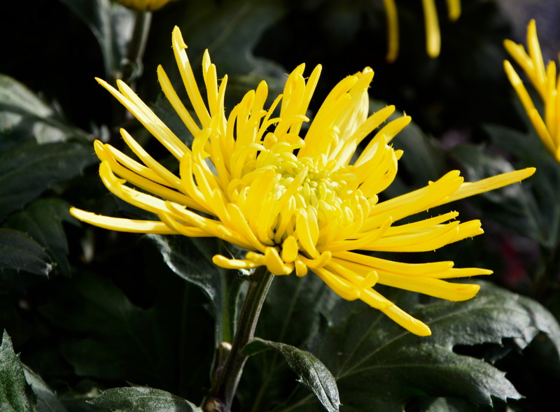 growth, day, flower color yellow, mums, botany, beauty in nature, flower head, chrysanthemum, flowers fall, toussaint, plant, yellow, no people, nature