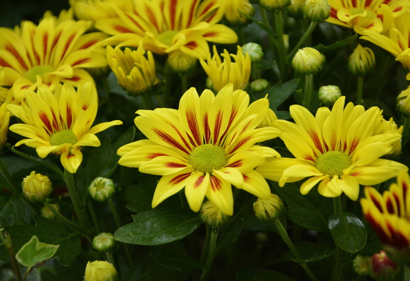 flowering, toussaint, flowering plant, flower, inflorescence, focus on foreground, yellow, outdoors, 5K, fragility, pollen, botany, freshness, flowers