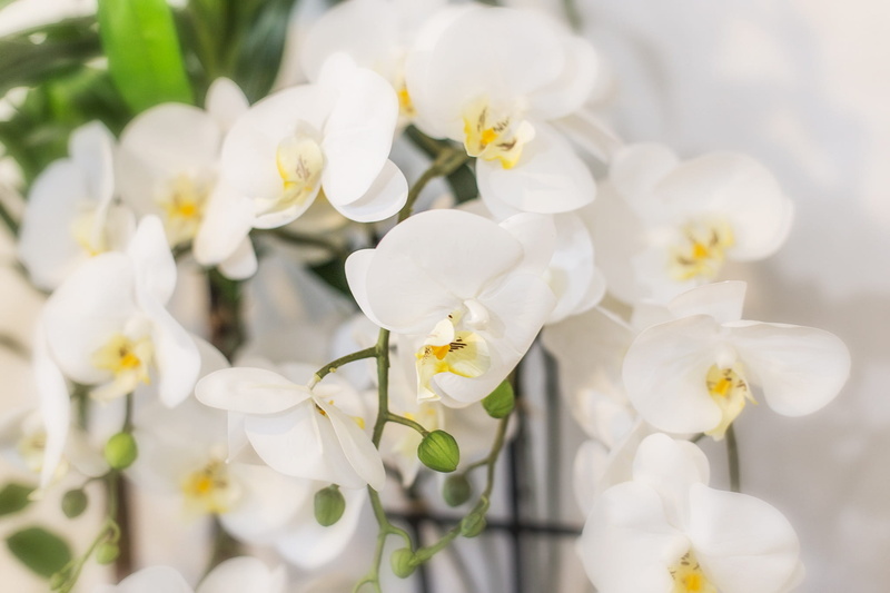 petal, nature, beauty in nature, freshness, 1080P, no people, day, vulnerability, pretty flower, toussaint, flower head, white color, flower, close-up