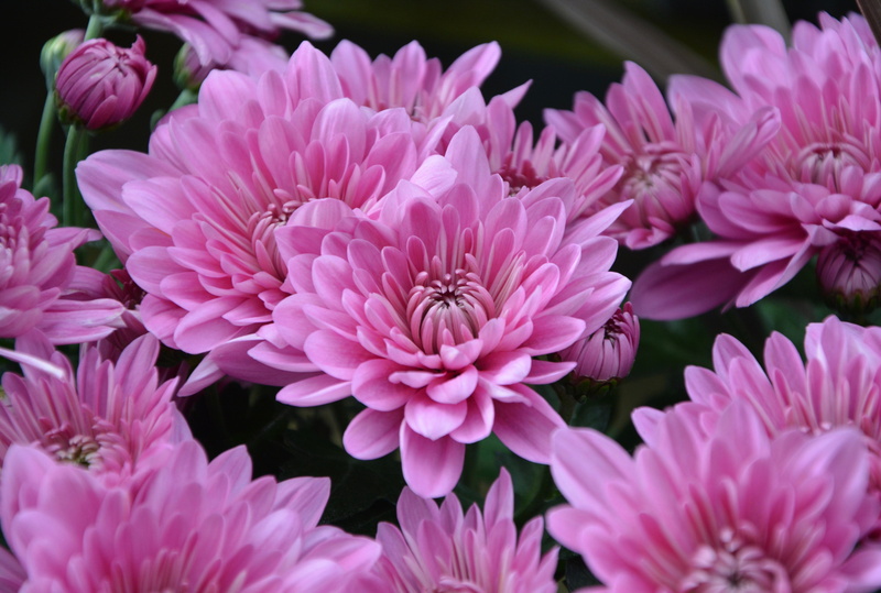 fall, fragility, flowers flowers, nature, selective focus, petal, flowering, outdoors, mums, freshness, parmes, yellow flowers, toussaint, day, growth