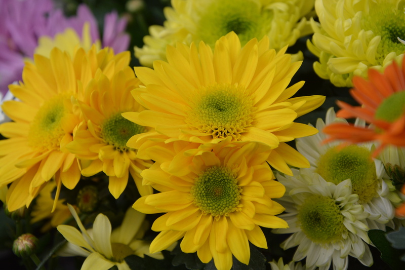 flower arrangement, chrysanthemums yellow, petals, day, fragility, flower head, plant, outdoors, flower, botany, pollen, flowers, flowering plant, bouquet