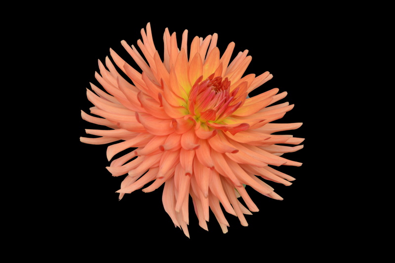 vulnerability, studio shot, black background, indoors, gerbera daisy, fragility, nature, orange color, Chrysanthemum, petal, no people, autumn flowers