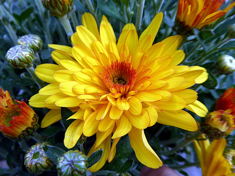 pollen, nature, day, petals, garden, flowering plant, growth, vulnerability, outdoors, bouquet, freshness, inflorescence, plant, Yellow, flower arrangement