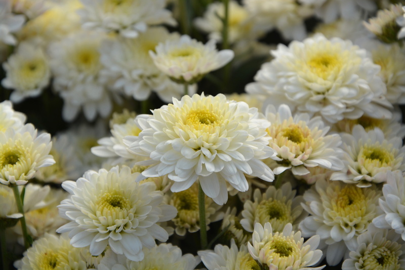 decoration, plants, 5K, massif, growth, botany, inflorescence, yellow, flowers nature, flowers, flowering plant, no people, bouquet, outdoors, flowering