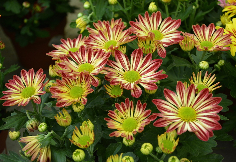 petal, outdoors, flowers, flowering plant, toussaint, petals, nature, beauty in nature, flowering, garden, springtime, day, 5K, growth, pollen, red, chrysanthemum