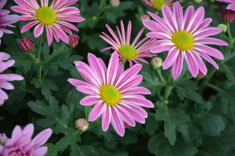 petals, colors, flowers fall, pink color, plant, green color, vulnerability, inflorescence, day, fall, no people, focus on foreground, osteospermum, botany