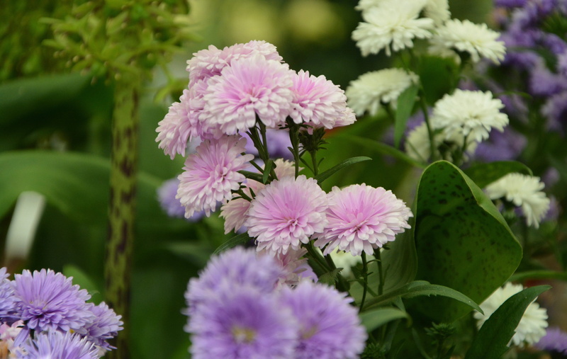 flowering plant, flowers, toussaint, flower arrangement, pink color, fragility, 5K, petal, nature, no people, purple, inflorescence, petals, plant, fall