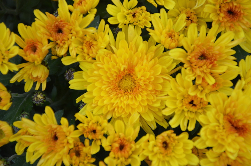 petals, flowers fall, yellow chrysanthemums, outdoors, close-up, freshness, flowering plant, offer, toussaint, 5K, botany, growth, fragility, flower head