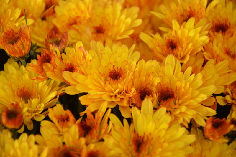 flowering plant, fragility, flowers fall, full frame, petal, close-up, backgrounds, botanical flora, botany, inflorescence, flower head, offer, toussaint