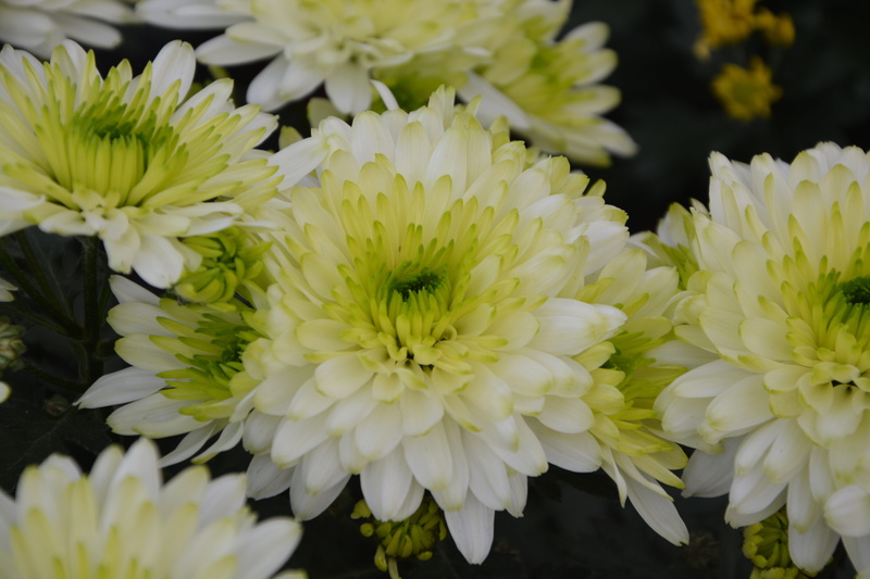 no people, flower head, close-up, fall, white color, flowers, day, petals, freshness, plant, blooming, flowering plant, fragility, flowering, 5K, growth