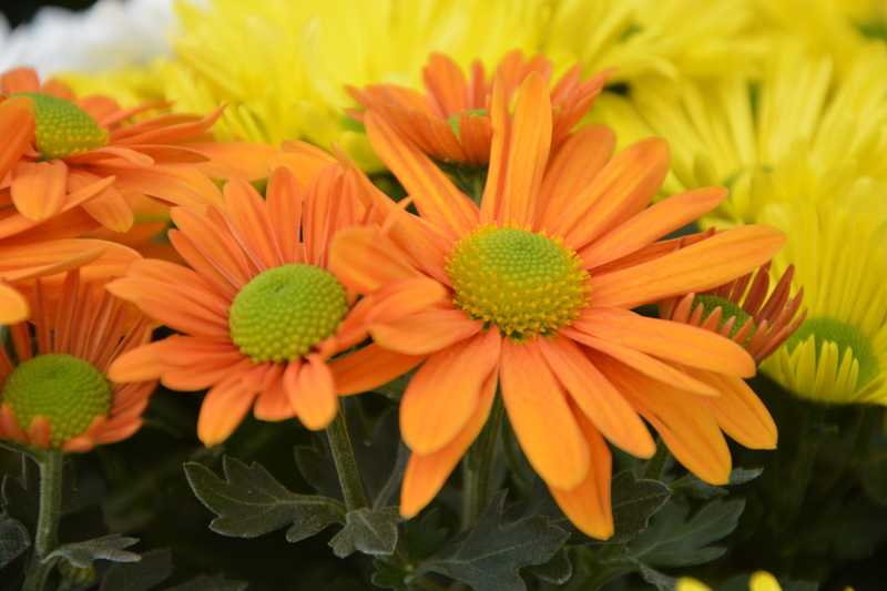 flora, botany, petals, freshness, flowers fall, mums, gazania, outdoors, flower head, fragility, pollen, flower, yellow, no people, vulnerability, orange