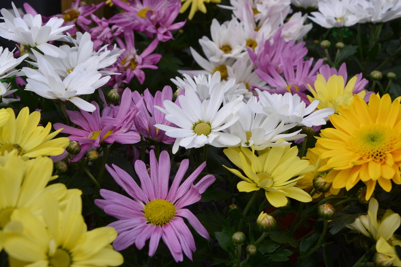 no people, flowers flowers, plant, bouquet, mums, yellow white purple, fragility, flowers, petals, nature, petal, yellow flowers, flower, outdoors, yellow