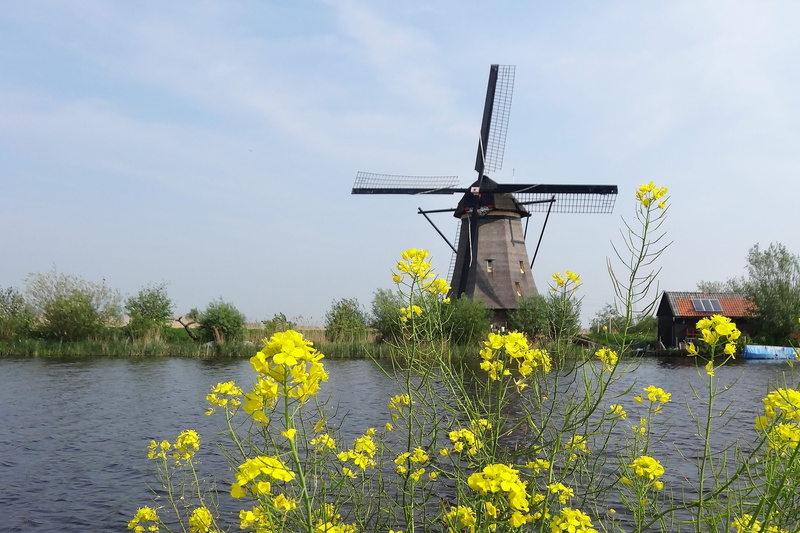 flower, water, near, prairie, environment, plant, 4K, beauty in nature, tourism, grain, traditional windmill, growth, architecture, yellow, tourist, wind turbine