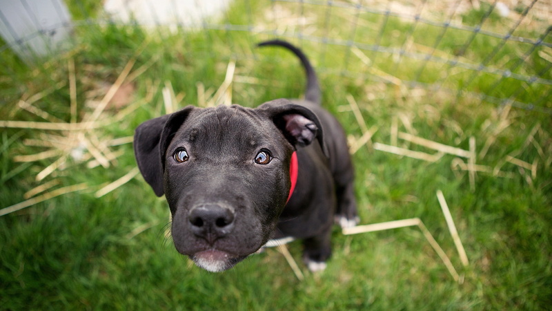 no people, canine, nature, animal, black color, one animal, domestic animals, plant, looking at camera, come, mammal, day, pets, animal head, focus on foreground