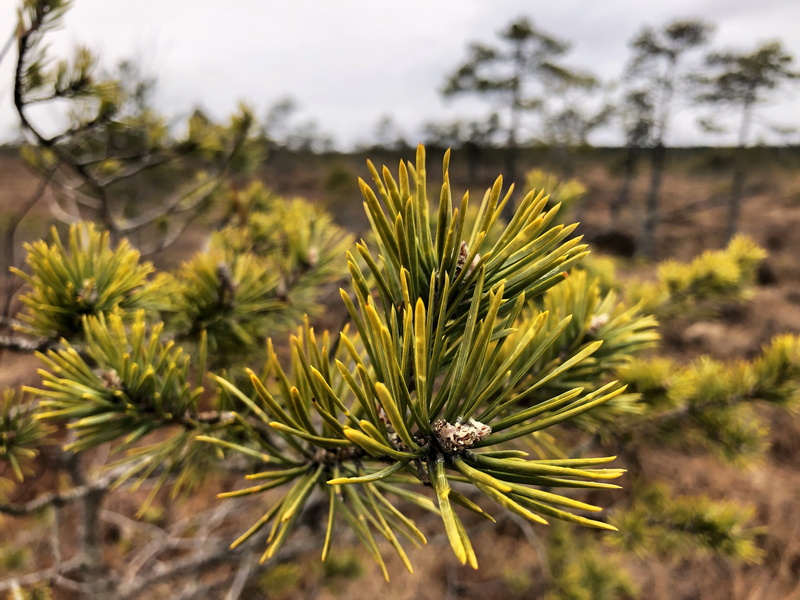 tree, pine, flower, fir, day, conifer, larch, #nature, green color, tranquility, branch, beauty in nature, lielā ķemeru tīreļa laipa, 4K, close-up, pinaceae