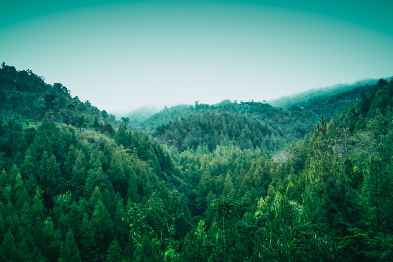 landscape, rainforest, 5K, land, growth, day, tranquil scene, lenscape, forest, fold, trees, no people, non-urban scene, foliage, tree, coban putri, tranquility