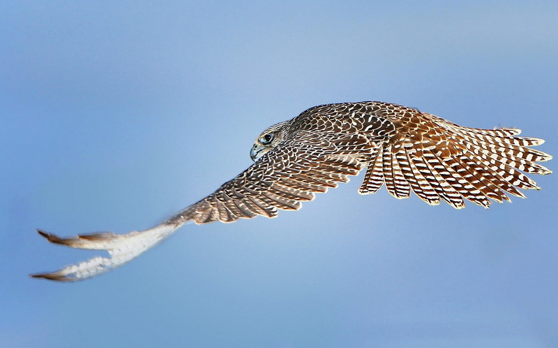 day, spread wings, beak, animal, bird of Prey, carnivore, clear sky, animals In The Wild, wildlife, sky, no people, blue, sunny, animal wildlife, animal Wing