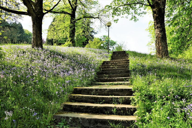 hike, stair step, road, day, tranquil scene, leaves, nature, direction, baden baden, growth, steps and staircases, park, tranquility, sky, trail, green