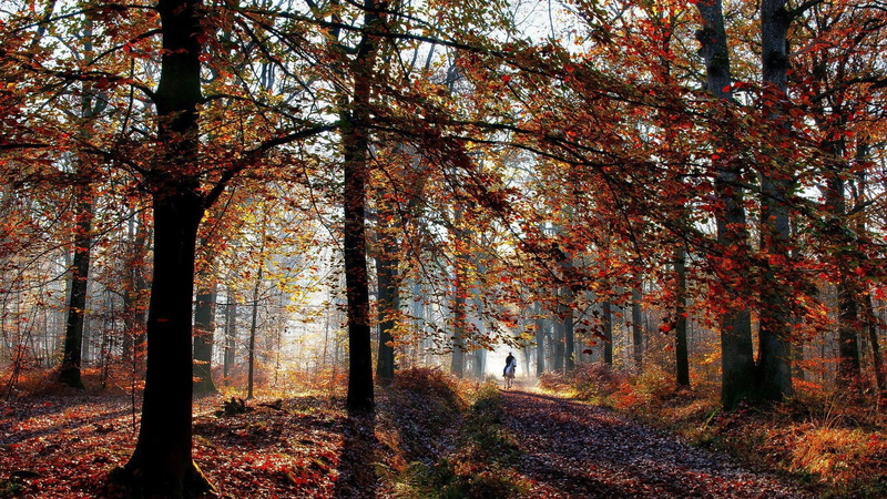 1080P, horse riding, nature, yellow, path, trees, forest, shadow, fall, wood, sunlight, leaves, branch