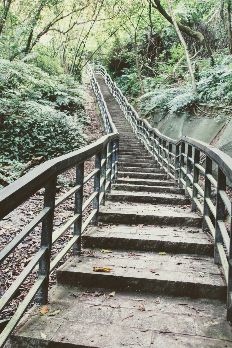 forest, rise, emergence, land, direction, tree, footbridge, bridge - man made structure, ramp-up of, built structure, taipei, day, no people, mountain