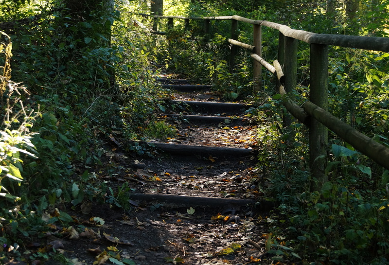 away, shadow, level, summer, abandoned, land, track, nature, plant part, stairs, railing, 4K, human, outdoors, emergence, forest, staircase, architecture