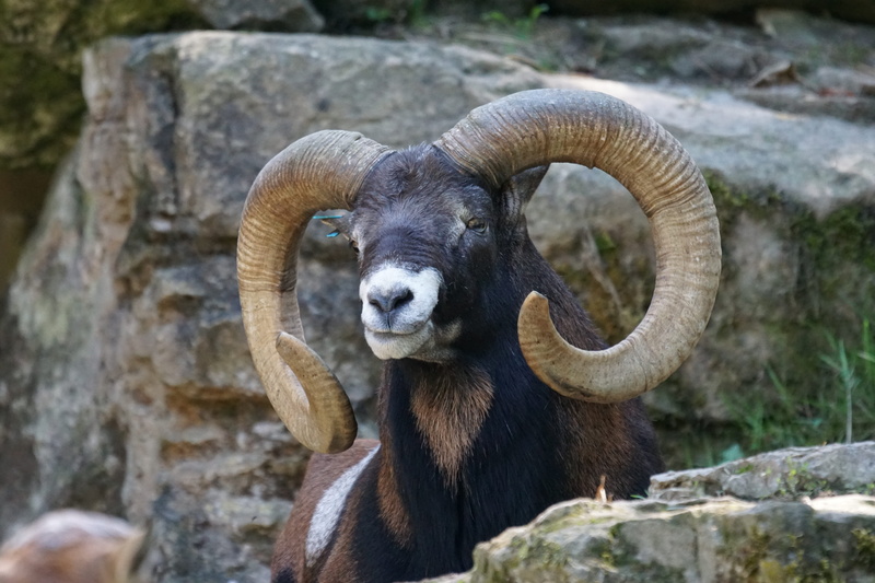 horned, sheep, vertebrate, no people, nature, mammal, animals in the wild, rock, bighorn, focus on foreground, animal wildlife, outdoors, solid, one animal