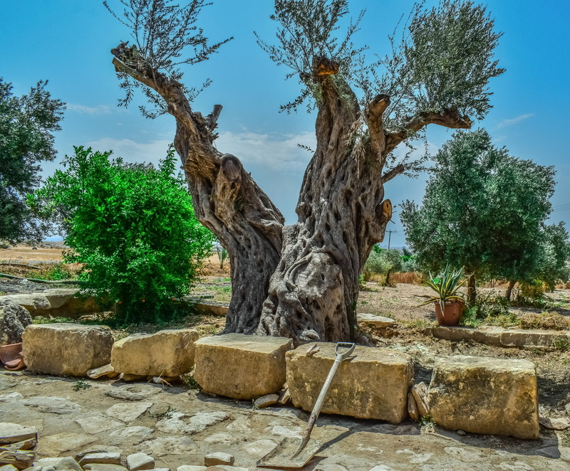 olive tree, nature, rock - object, beauty in nature, rock, tranquility, stone, architecture, tree trunk, ruined, growth, old, cloud - sky, no people, 4K