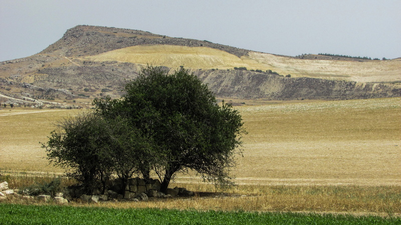 tranquility, rolling landscape, outdoors, day, agriculture, field, landscape, plant, environment, growth, land, no people, trees, beauty in nature, hill