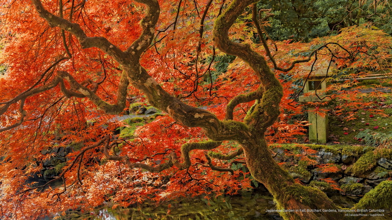 japanese, gardens, Fall, garden, butchart, vancouver, british, 2K, columbia