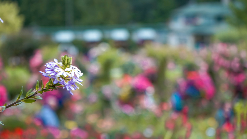 5K, beauty in nature, flowerbed, petal, purple, inflorescence, butchart gardens, colors, flower head, brentwood bay, close-up, selective focus, flower