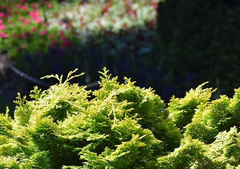 canada, herb, leaf, close-up, outdoors, beauty in nature, food, plant, freshness, nature, the butchart gardens, plant part, green color, growth, care, focus on foreground
