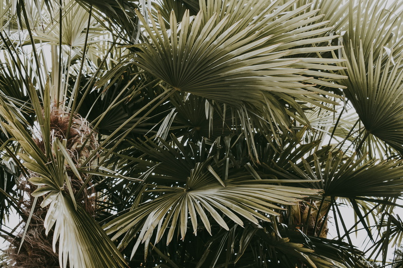 plant part, day, victoria bc, british columia, low angle view, outdoors, palm, close-up, exotic, tranquility, tree, butchart gardens, no people, leaf, branch