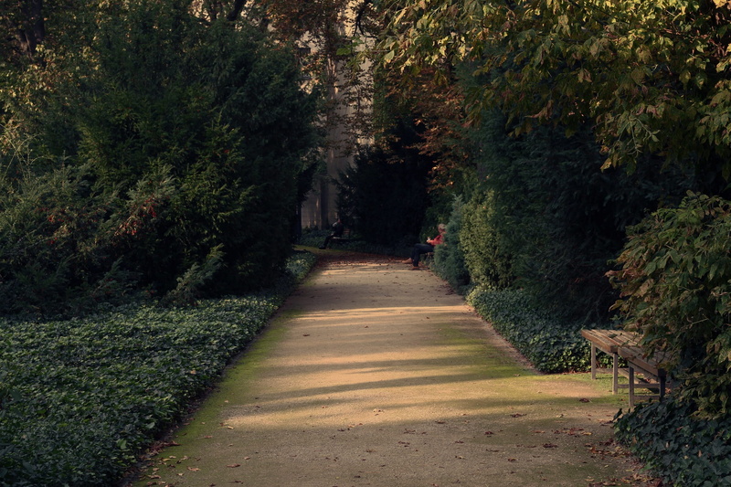 foliage, shadow, tree, vegetation, forest, plant, relaxations, diminishing perspective, tidy, long, tranquility, nature, the way forward, benches, growth