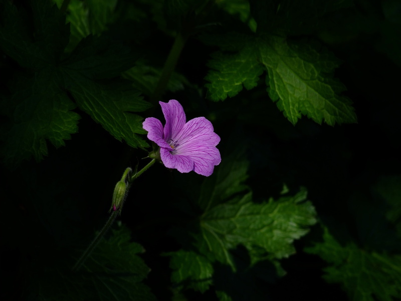 pollen, petal, outdoors, fragility, flowering plant, malva, lonely, focus on foreground, nature, purple, green color, inflorescence, leaf, pink, düsseldorf