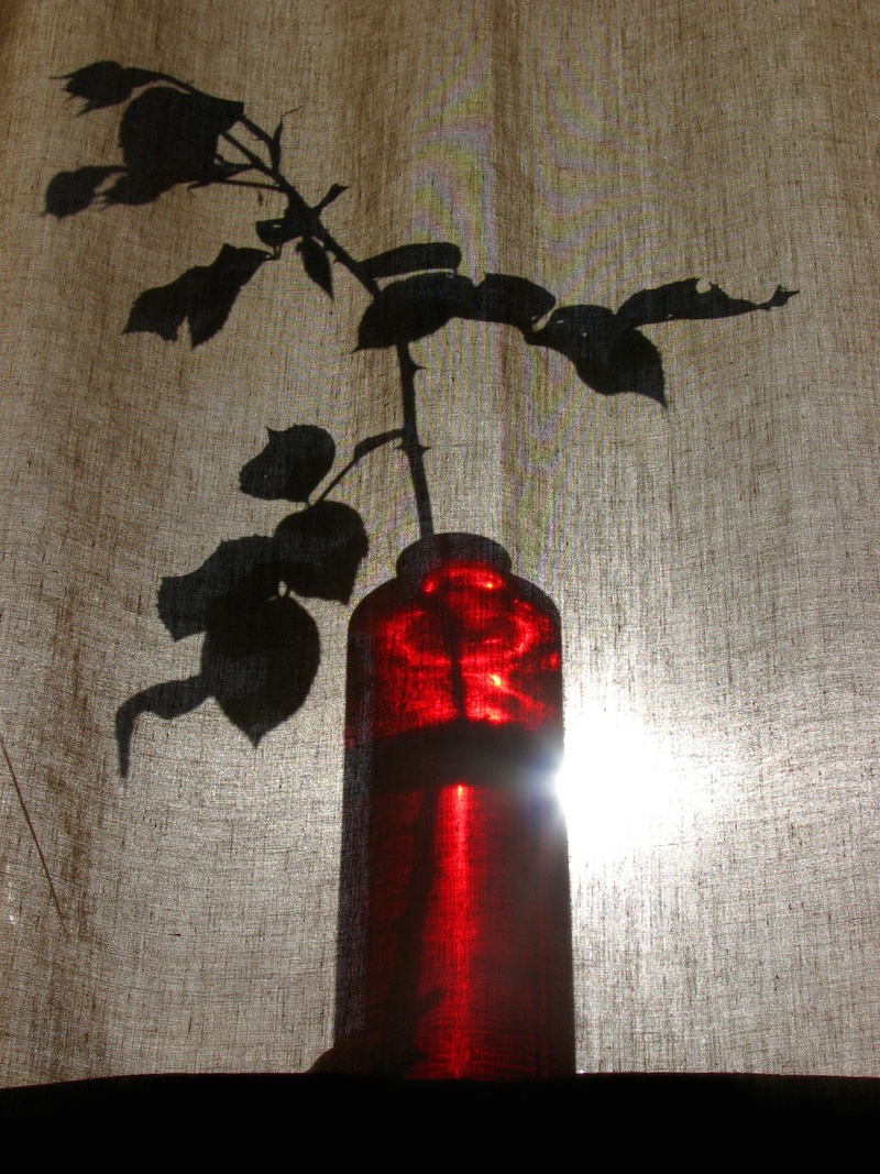 shroud, beauty, no people, still life, 1080P, vase, creativity, illuminated, shadowy, animal, table, lighting equipment, sunlight, light, red, veiled