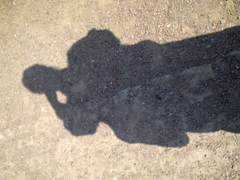 2K, shadowy, land, sandy soil, outdoors, no people, shadow, day, street, high angle view, one animal, sunny, sunlight, beach, close, nature, city, light