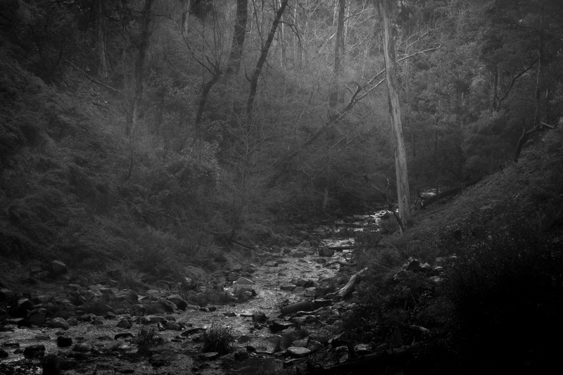 woodland, landscape, trunk, trees, night, australia, environment, branches, outdoors, moody, scenics - nature, 5K, tranquility, tranquil scene, forest