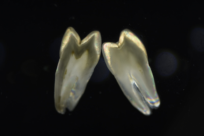 fish, teeth, polarized shooting, marine, no people, studio shot, water, animal, underwater, animals in the wild, panoramic, group of animals, small group of objects