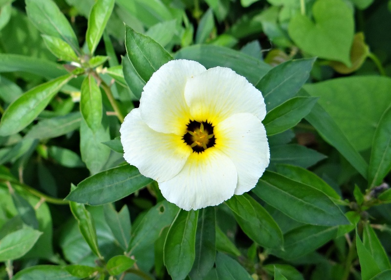 india, vulnerability, white butter cup, growth, outdoors, 2K, focus on foreground, passifloraceae, flower, white alder, leaf, nature, petal, green color
