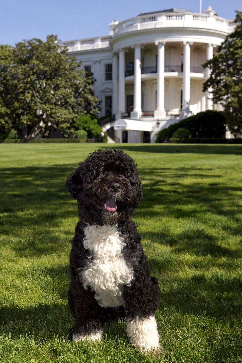 Portuguese Water Dog, obamas, domestic animals, pet, black, white, canine, no people, one animal, poodle, grass, 2K, nature, standard, washington, pets